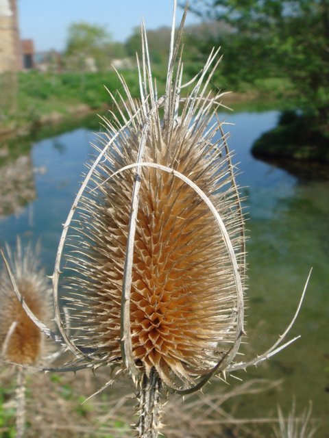 Dipsacus fullonum fruit